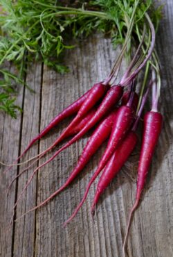 Carrot Cosmic Purple LAH 2025 web_DSF6421 scaled