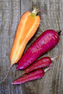 Carrot Cosmic Purple LAH 2025 web_DSF4564 scaled