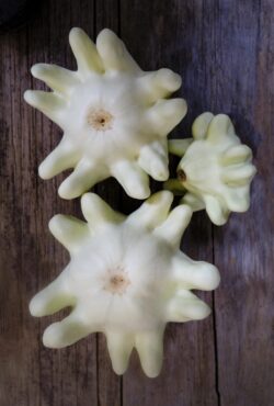 Courgette Pineapple LAH 2025 web_DSF7078 scaled