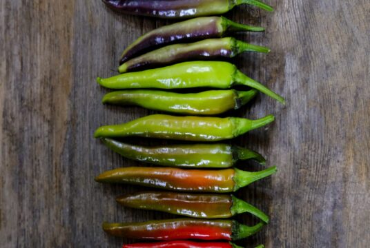 Chilli Zimbabwe Black LAH 2025 web_DSF8032 scaled