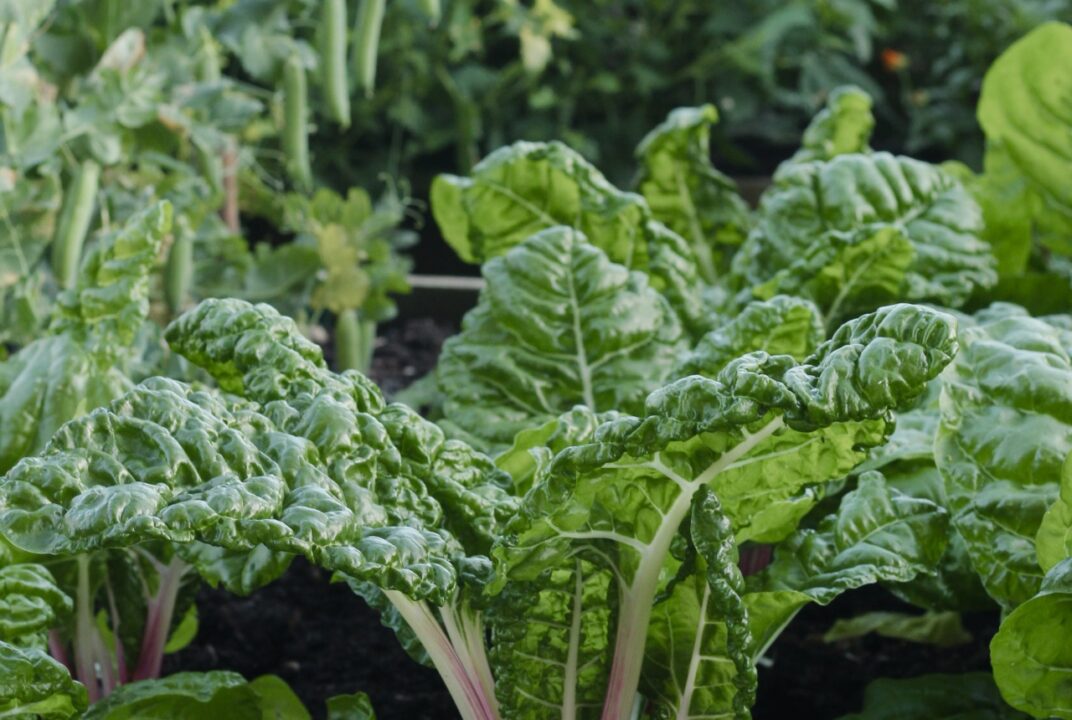 Trying Control Leafminers Bother
