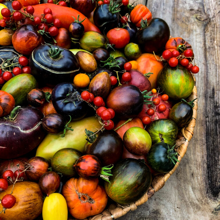 Tomato Tuesday kick off 2