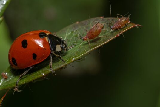 Aphids CYSNeBfJldI unsplash scaled