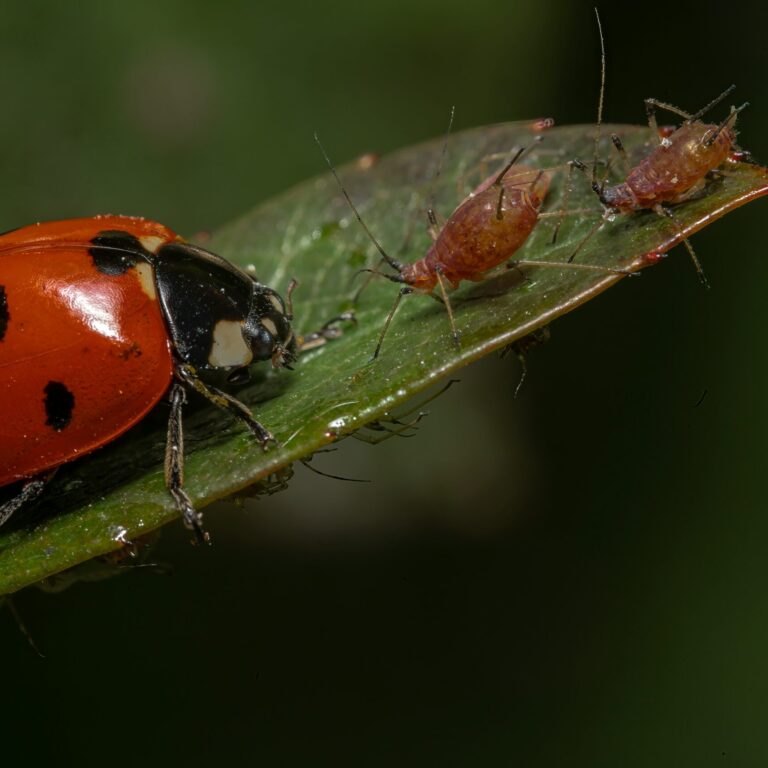 Aphids CYSNeBfJldI unsplash scaled