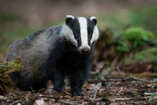 Badger GvSLkDH7XdI unsplash scaled