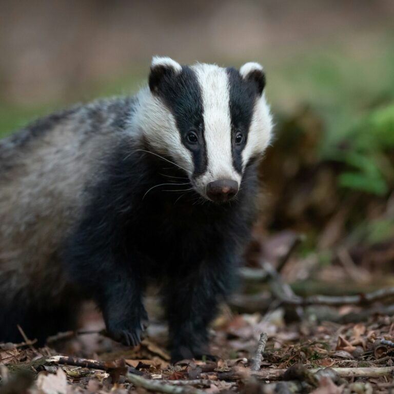 Badger GvSLkDH7XdI unsplash scaled