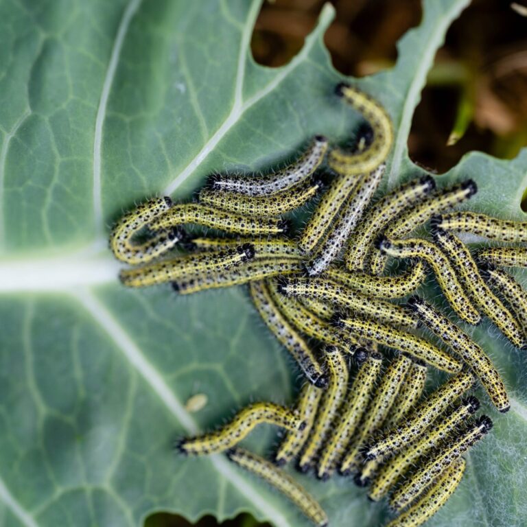 Caterpillars_2518095085 scaled