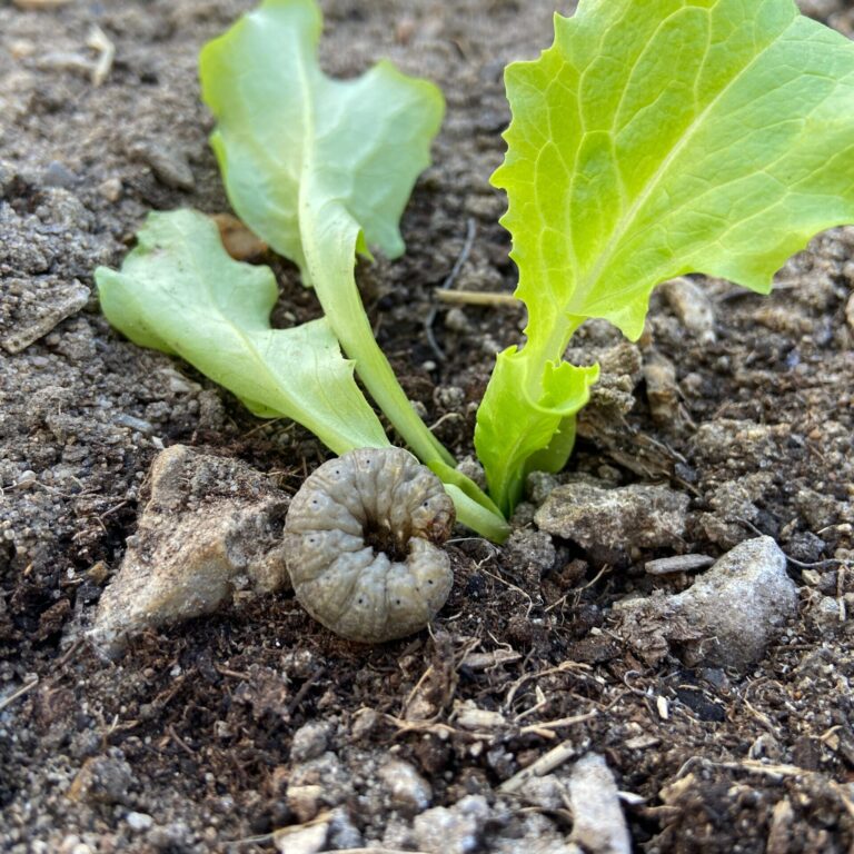 cutworm_1704502558 scaled