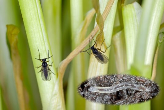 Fungus gnats _1891145407 scaled