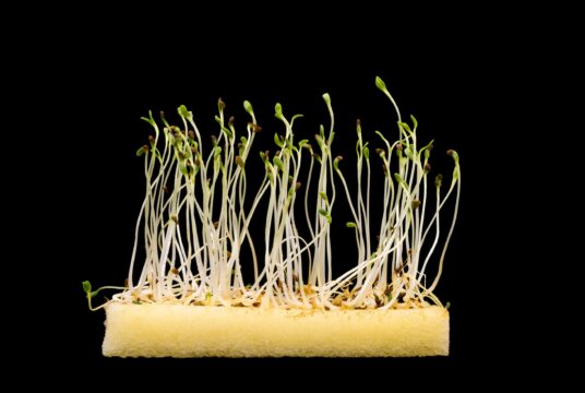 leggy seedlings_2043295850 scaled