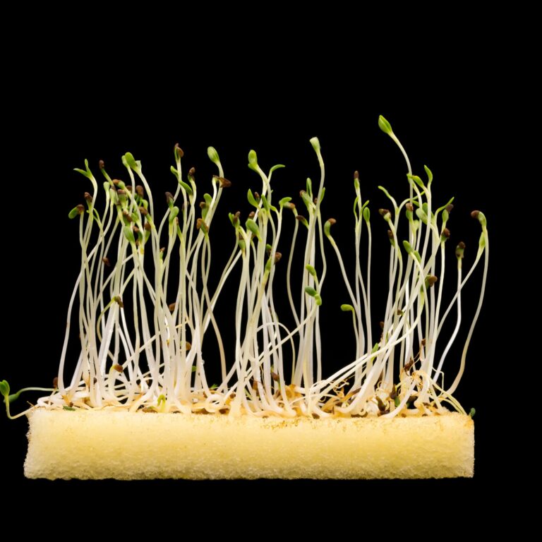 leggy seedlings_2043295850 scaled