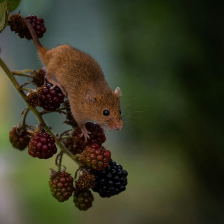 Mice TOHHuI7cot8 unsplash scaled