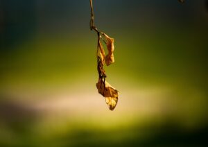 pippen lVQW5_4IdQ unsplash scaled