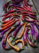 Chilli Buena Mulata LAH 2025 web _DSF7542 scaled