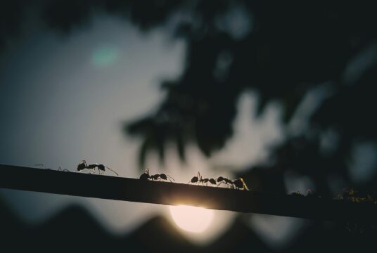 Ants szPxqGFNS6Y unsplash 1 scaled