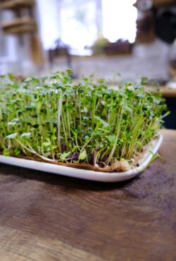 Garden 115 LAH 2025 web_DSF8159 scaled